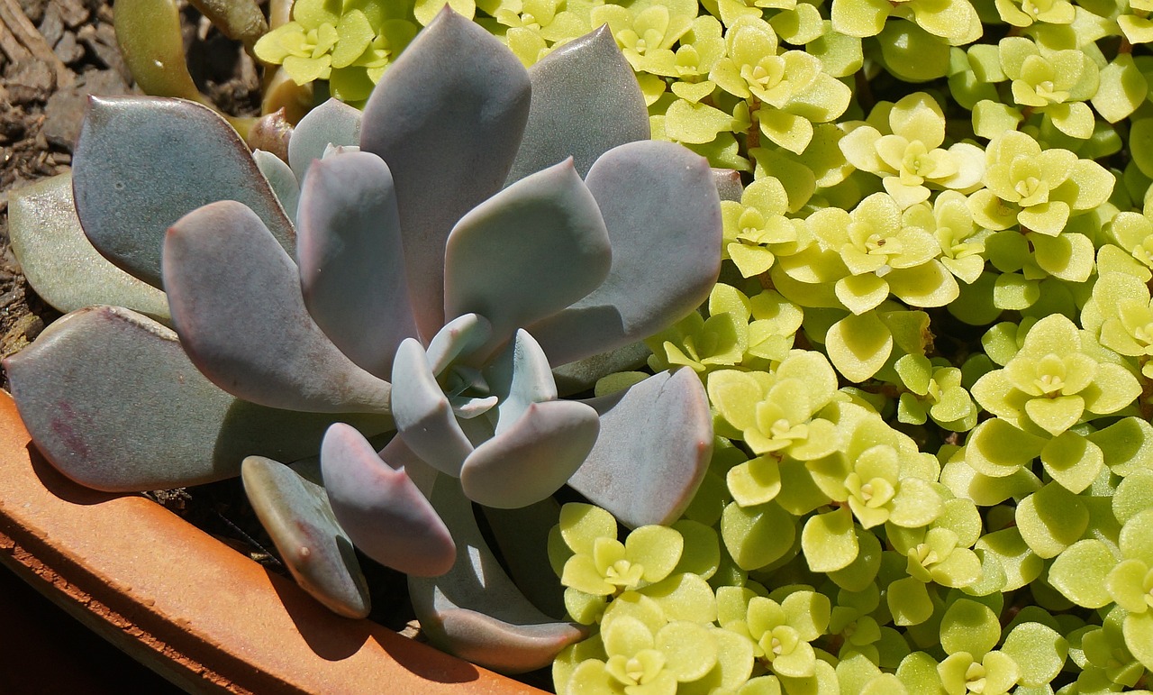 How to Plant and Grow a Succulent Garden